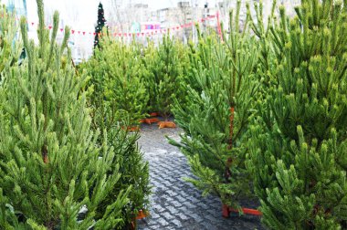 Noel ağacı pazarında birçok Noel ağacı var. Noel için hazırlanılıyor