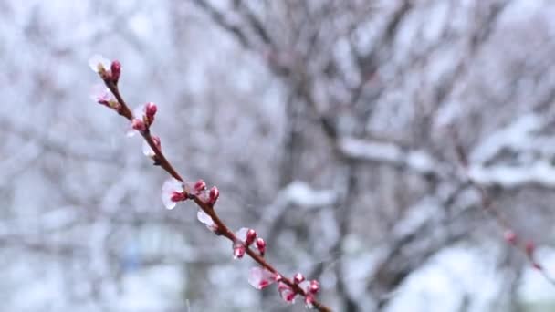 Крупним Планом Квітучі Абрикоси Льоду Тлі Снігопадів Весна — стокове відео