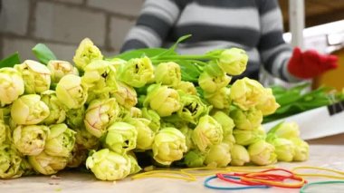 Bir çiçekçi ya da çiçekçi bir seranın ya da çiçekçinin arka planında şakayık şeklinde sarı laleler toplar. Bahar Festivali
