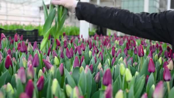 Gardener Employee Flower Greenhouse Selects Plucks Lilac Tulips Sale Spring — Stock Video
