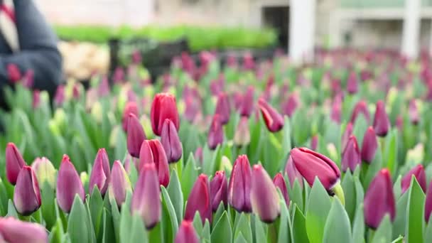 庭師または花の温室の従業員は 販売のためにライラックチューリップを選択し プルックします 春祭り — ストック動画