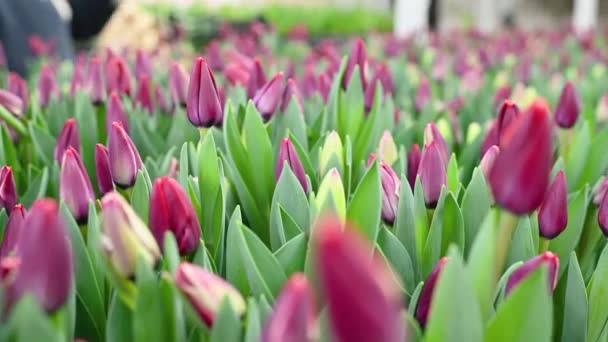 Jardinier Employé Une Serre Fleurs Sélectionne Cueille Des Tulipes Lilas — Video