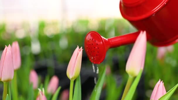 赤い水やりのクローズアップは 庭や温室で多くの美しい未開封のチューリップの背景に対してすることができます 3月8日 春祭り — ストック動画