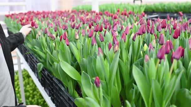 庭師または花の温室の従業員は 販売のためにライラックチューリップを選択し プルックします 春祭り — ストック動画