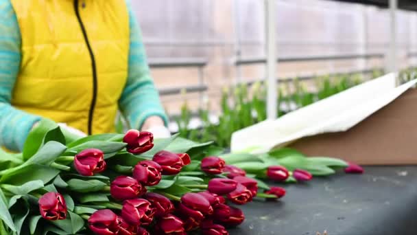 Venditore Fiori Fioraio Raccoglie Composizioni Floreali Sullo Sfondo Mazzi Tulipani — Video Stock