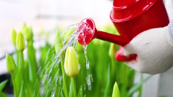 赤い水やりのクローズアップは 庭や温室で多くの美しい未開封のチューリップの背景に対してすることができます 3月8日 春祭り — ストック動画