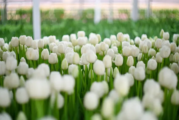 lot white tulips at the tulip festival or in the greenhouse in the agro-industrial complex