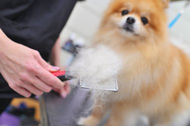 Bir huysuz bir fırçayla bir Pomeranya 'lının yününü tarar. Köpek Bakımı