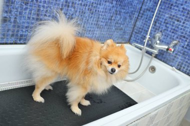Bir Pomeranya köpeği özel bir köpek bakım salonunda yüzmek için bekliyor.
