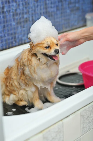 A Pomeranian dog with soap foam on his head is bathing in the bathroom at a specialized dog care salon. Pet care.