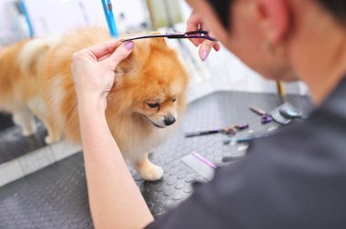 Elinde makasla bir kuaför, özel bir hayvan bakım salonunda Pomeranya köpeği kesiyor..