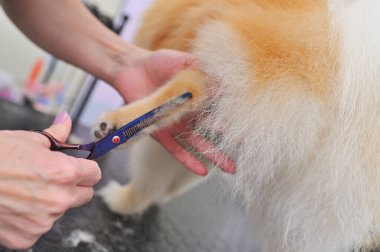 Elinde makasla bir kuaför, özel bir hayvan bakım salonunda Pomeranya köpeği kesiyor..