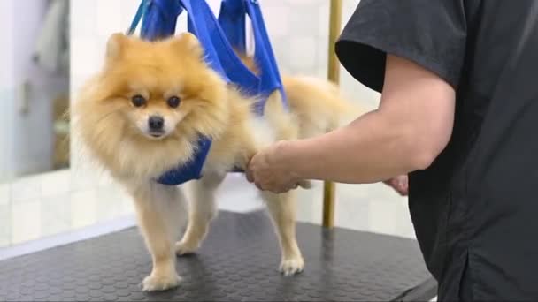 Ein Pfleger Schneidet Einem Pommerschen Hund Mit Einem Trimmer Die — Stockvideo