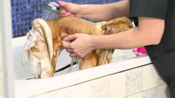 Groomer Bathes Pomeranian Dog Shower Specialized Pet Care Salon — Stock Video