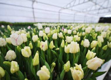 Serada lale tatili için bir sürü güzel, şakayık şekilli lale var. Bahar