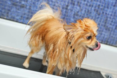 Bir tımarcı, özel bir hayvan bakım salonunda Pomeranya köpeğini duşta yıkıyor..