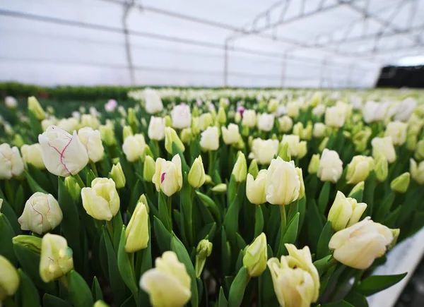 Serada lale tatili için bir sürü güzel, şakayık şekilli lale var. Bahar