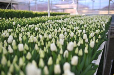 Serada lale tatili için bir sürü güzel, şakayık şekilli lale var. Bahar
