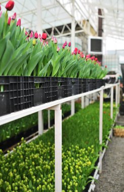 Bir serada açılmamış kırmızı laleler tarımsal endüstriyel ekipmanların arka planında. Bahar Festivali