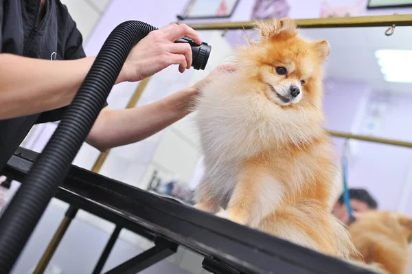 a groomer dries the hair of a Pomeranian dog with a hair dryer after bathing in a specialized salon