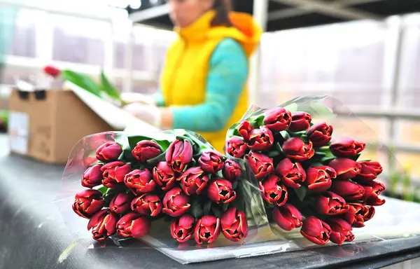 a flower seller or a florist collects flower arrangements on the background of bouquets of tulips. Spring Festival