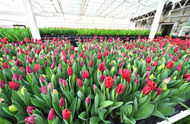 Bir serada açılmamış kırmızı laleler tarımsal endüstriyel ekipmanların arka planında. Bahar Festivali