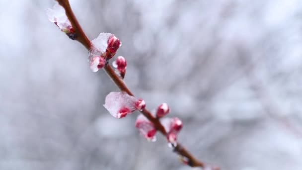 在降雪的背景下 冰上盛开的杏树的特写 — 图库视频影像