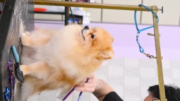 Ένα Groomer Ψαλίδι Στα Χέρια Κόβει Ένα Σκυλί Pomeranian Ένα — Αρχείο Βίντεο