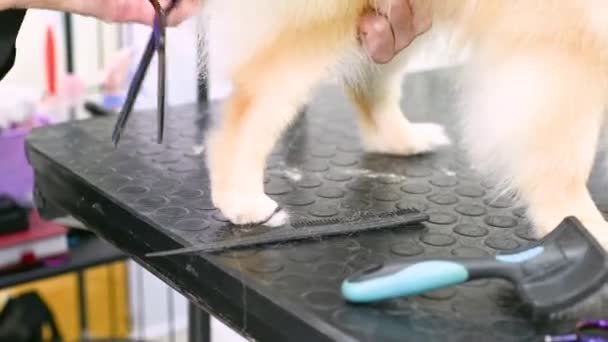Ένας Κομμωτής Ψαλίδι Στα Χέρια Κόβει Ένα Σκυλί Από Την — Αρχείο Βίντεο