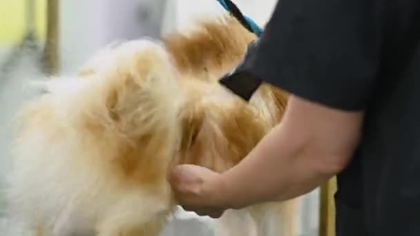 Ένα Groomer Στεγνώνει Μαλλιά Ενός Σκύλου Pomeranian Στεγνωτήρα Μαλλιών Μετά — Αρχείο Βίντεο