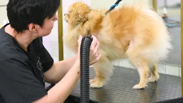 Ένα Groomer Στεγνώνει Μαλλιά Ενός Σκύλου Pomeranian Στεγνωτήρα Μαλλιών Μετά — Αρχείο Βίντεο