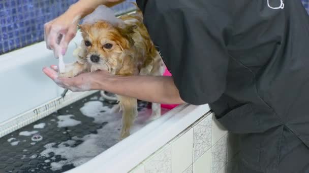 Поморський Собака Мильною Піною Голові Купається Ванній Кімнаті Спеціалізованому Салоні — стокове відео