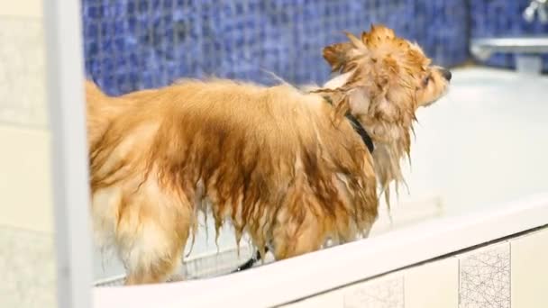 Ένα Σκυλί Pomeranian Χλευάζει Από Γούνα Του Μετά Μπάνιο Ένα — Αρχείο Βίντεο
