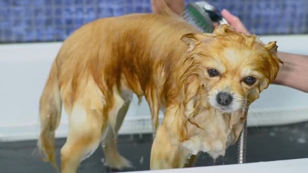 Μια Groomer Λούζει Ένα Σκυλί Pomeranian Στο Ντους Ένα Εξειδικευμένο — Αρχείο Βίντεο