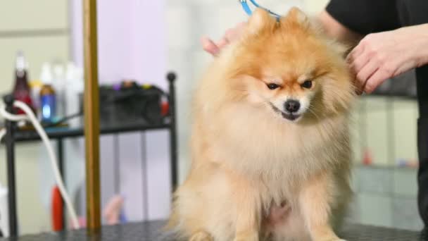 Ένας Κομμωτής Χτενίζει Μαλλί Ενός Pomeranian Ένα Πινέλο Φροντίδα Σκύλων — Αρχείο Βίντεο