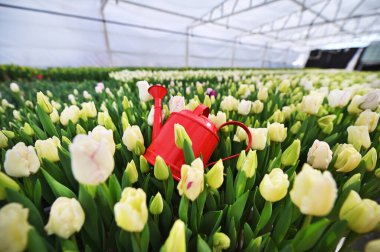 Açılmamış beyaz, yeşil ve sarı lalelerin arkaplanındaki kırmızı süsleme kutusu. Bahar Festivali, 8 Mart.