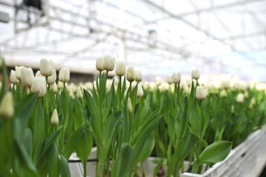 Serada lale tatili için bir sürü güzel, şakayık şekilli lale var. Bahar