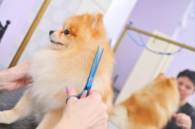 Elinde makasla bir kuaför, özel bir hayvan bakım salonunda Pomeranya köpeği kesiyor..