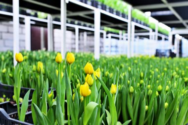 Bir sürü yeşil ve sarı narin, açılmamış laleler sera malzemelerinin arka planına karşı.