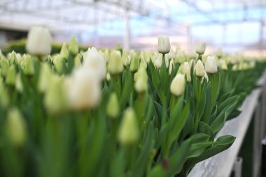 Serada lale tatili için bir sürü güzel, şakayık şekilli lale var. Bahar