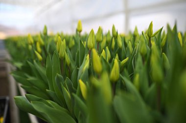 Bir sürü sarı, narin, açılmamış laleler seranın arka planına karşı.