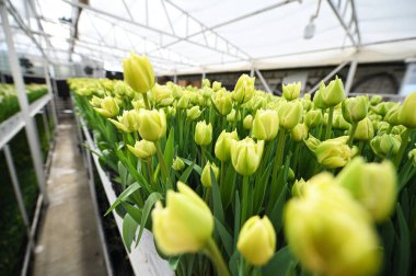 yeşil ve sarı şakayık şekilli laleler bir serada tarımsal endüstriyel ekipmanların arka planında. Bahar Festivali