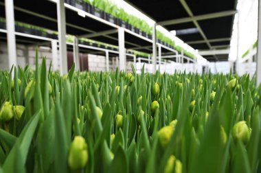 Bir sürü yeşil ve sarı narin, açılmamış laleler sera malzemelerinin arka planına karşı.