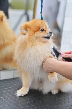 Bir huysuz bir fırçayla bir Pomeranya 'lının yününü tarar. Köpek Bakımı