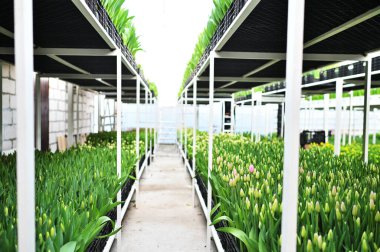 a lot of green and yellow delicate beautiful unopened tulips in a greenhouse against the background of greenhouse equipment clipart