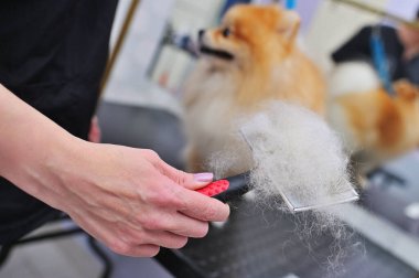 Bir huysuz bir fırçayla bir Pomeranya 'lının yününü tarar. Köpek Bakımı