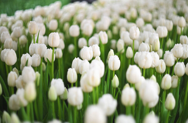 Много красивых белых тюльпанов в форме пиона крупным планом в теплице для праздников тюльпанов крупным планом. Весенний фестиваль
