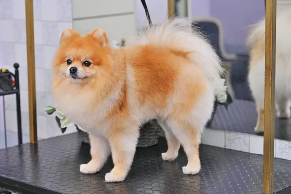 portrait of a Pomeranian dog after grooming or grooming with a special dog care salon.