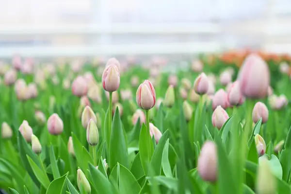 there are a lot of pink tulips at the tulip festival or in a greenhouse in an agro-industrial enterprise