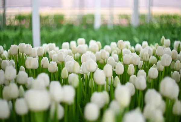 lot white tulips at the tulip festival or in the greenhouse in the agro-industrial complex